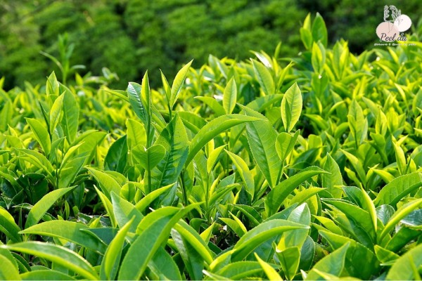 Lượng kali và flour trong lá trà giúp giảm mùi hôi của hơi thở