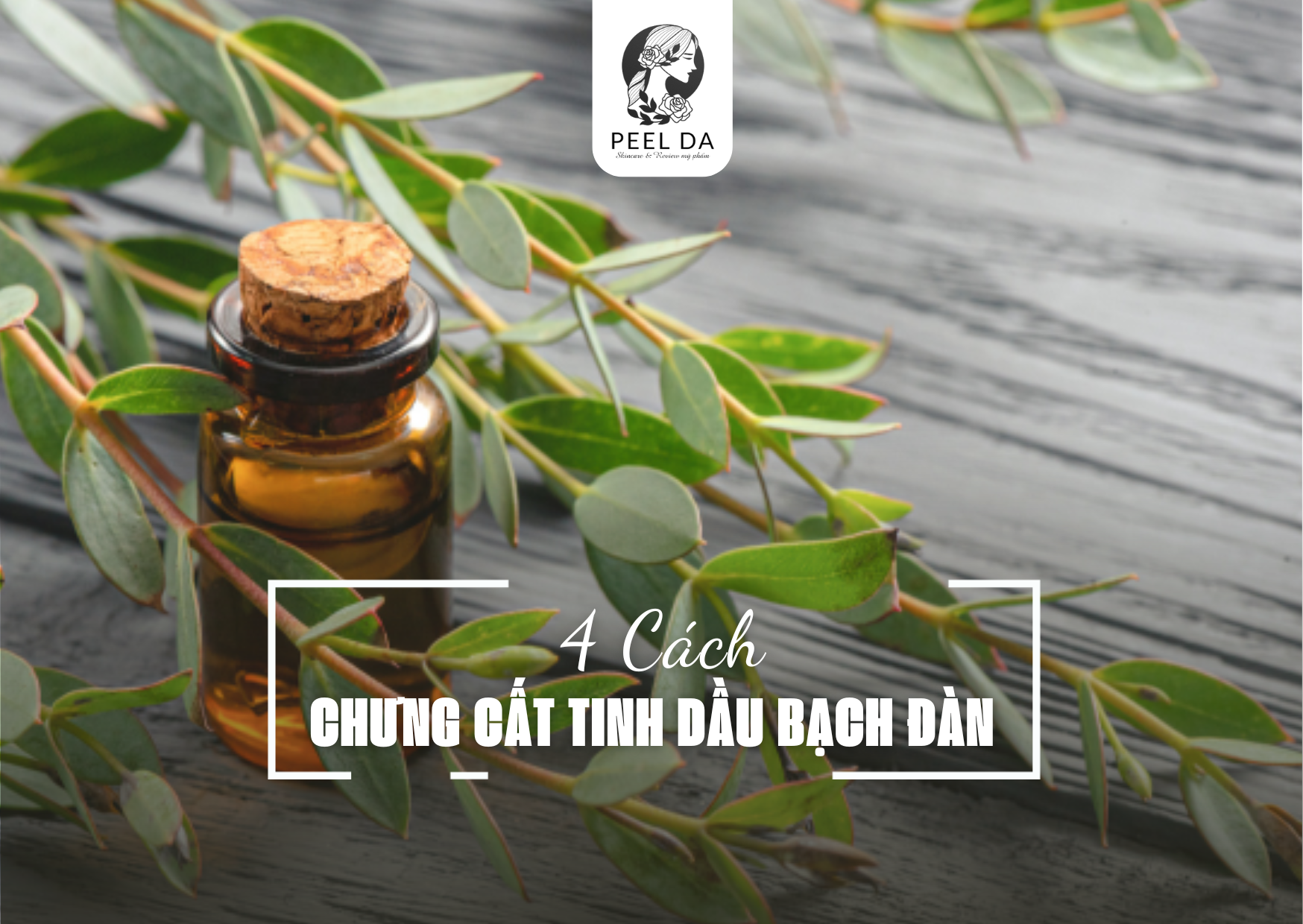 4 CÁCH CHƯNG CẤT TINH DẦU BẠCH ĐÀN